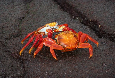 两只红螃蟹在灰色的沙滩上搏斗